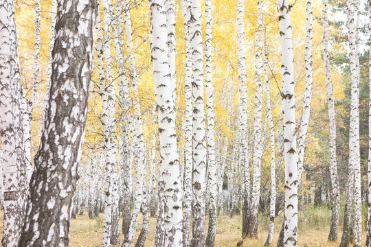 Fototapeta autumn birch forest