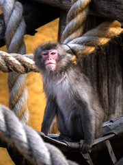 Monkey in a hammock