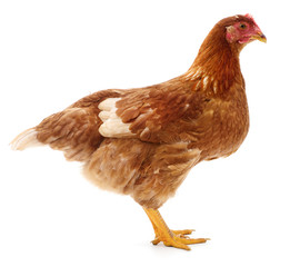 Brown hen isolated.