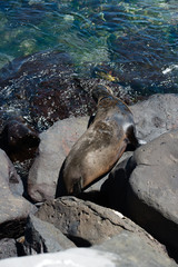 ガラパゴスアザラシ