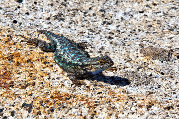 Sceloporus occidentalis is sitting on a stone