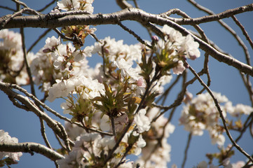 Cherry blossom