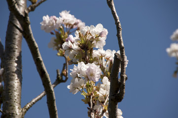 Cherry blossom