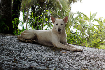 thai white dog sit in my home