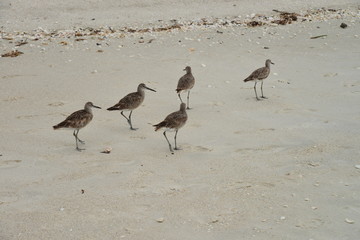 Sand pipers