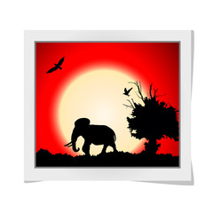 Photo frame with red sunset in the jungle with old tree, birds and elephant. Vector background