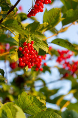 autumnal texture autumn leaves and flowers of yellow, red, vibur