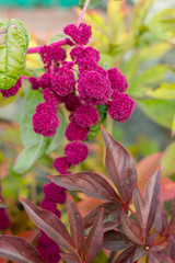 autumnal texture autumn leaves and flowers of yellow, red