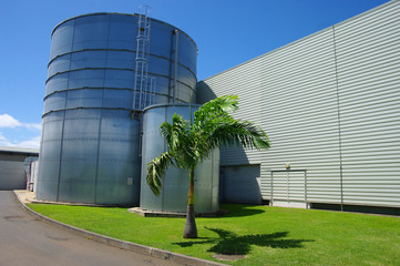 Obraz premium La Réunion - Palmier bouteille, palmier royal