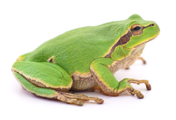 Green frog isollated.