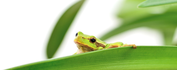 frog sitting on a leaf