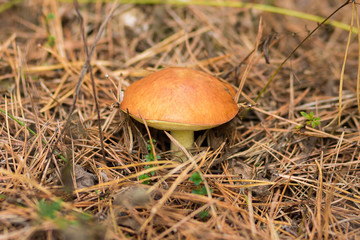 Edible mushroom boletus edulis in autumn forest around which spruce branches