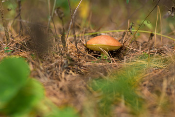 Edible mushroom boletus edulis in autumn forest around which spruce branches