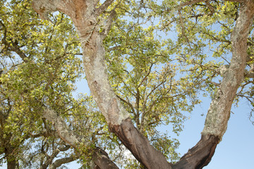 Cork Oak Tree