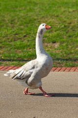 wild goose wandering on the streets