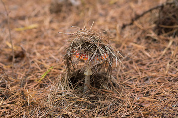 Group of toadstools in the forest (horizontally)