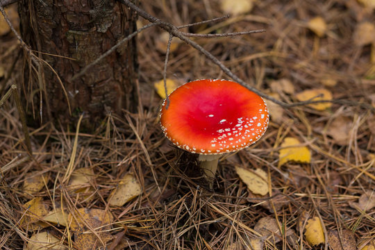 Group of toadstools in the forest (horizontally)