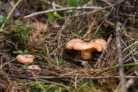 Mushroom ginger. Royal mushroom.Lactarius