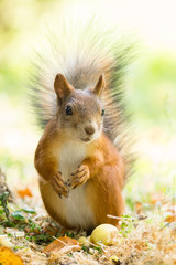 squirrel on a tree