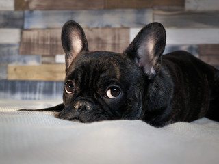 The sad black dog lying on the bed