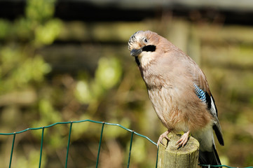 jay sitting on fence in the garden