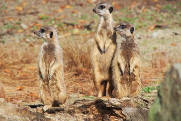 meerkats looking right