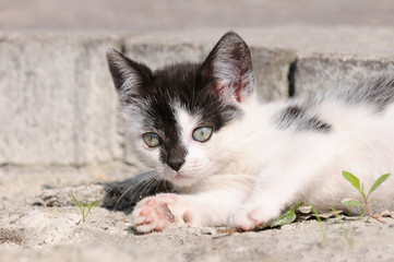 Obraz premium kitten lying in the nature