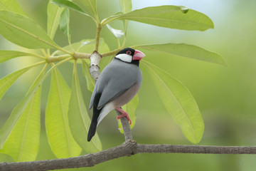 Beautiful bird ,Bird Java sparrow 