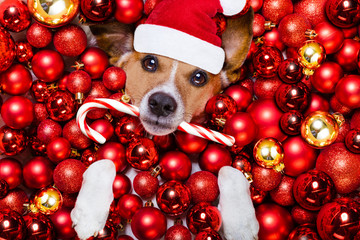 christmas santa claus dog and xmas balls as background