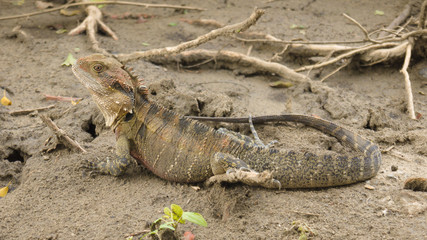 Wilder Wasseragam in Brisbane, Queensland in Australien