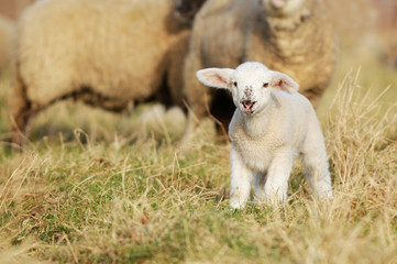 Obraz premium lamb standing on pasture