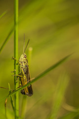 hopper