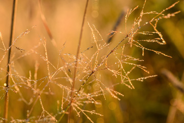 dawn grass dew background