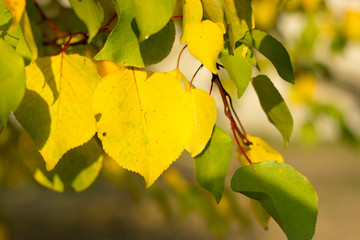 autumnal texture autumn leaves and flowers of yellow, red