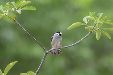 Beautiful bird ,Bird Java sparrow 