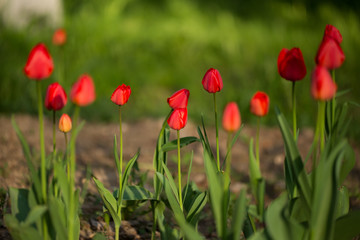 red tulips 