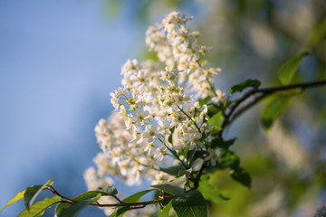white cherry 