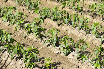 bean vegetable crops in  Castilla fields, Spain