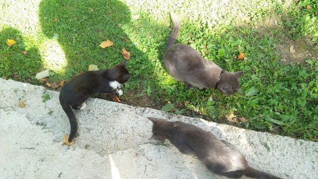 tre gatti visti dall'alto