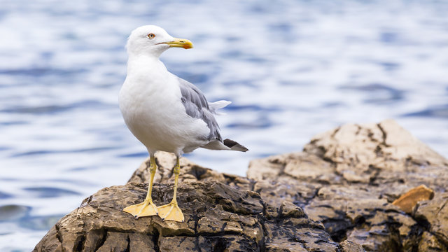 Seagull in the Mediterranean Sea.