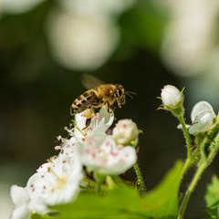 flowers and bee