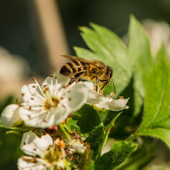 flowers and bee