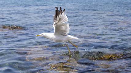 Fototapeta na wymiar Seagull takes off from the sea.