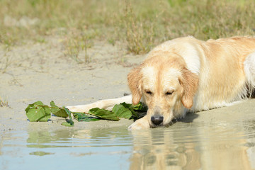 dog golden retriever lying and looking at the lake