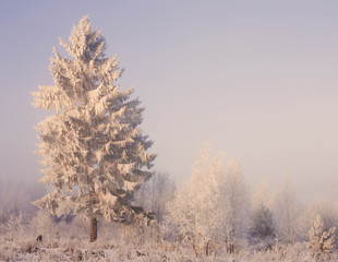 Obraz na płótnie Canvas winter landscape with fir
