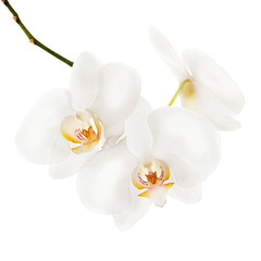 White ortchid isolated on white background. Closeup. 