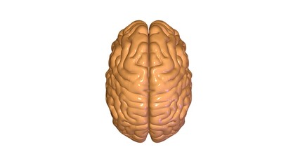 Fototapeta premium 3d rendered medically accurate illustration of brain
