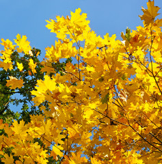 tree branches and yellow autumn leaves against the blue sky