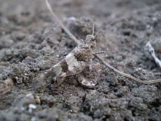 grasshopper