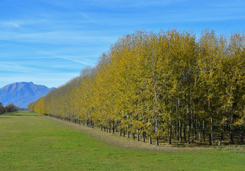Panoramica alberi di betulla con foglie gialli